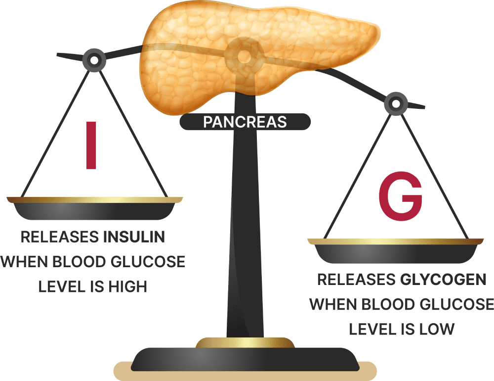 Pancreas Balance