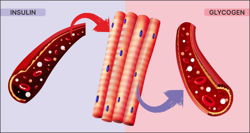 Insulin Glycogen